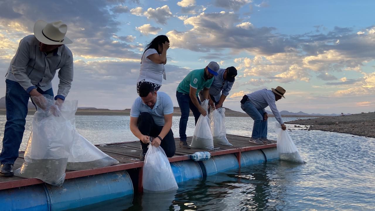 Gobierno De Sonora Impulsa Pesca En Embalses